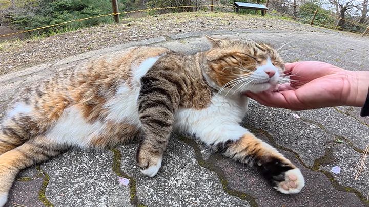 ナデナデを堪能する猫
