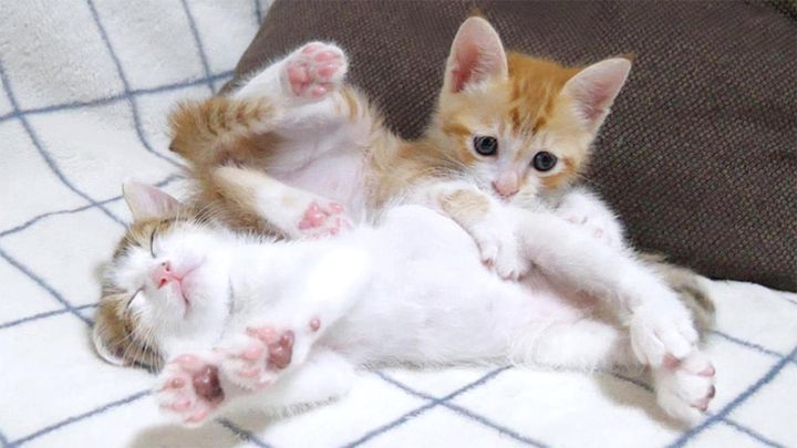 弟猫に激しく絡む子猫
