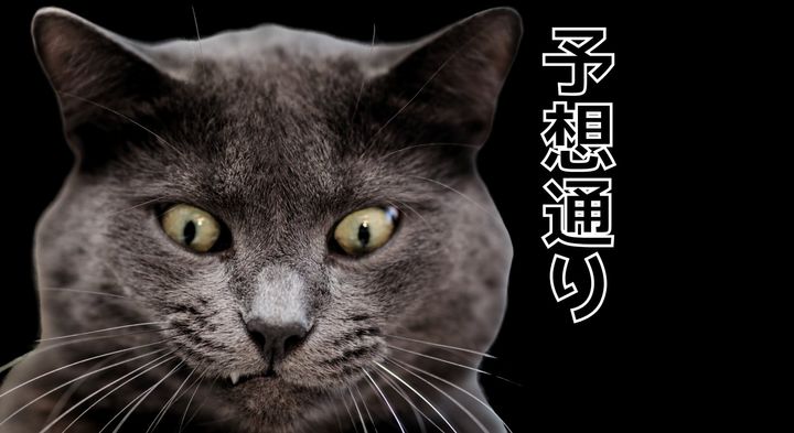 猫は予想通りが好き