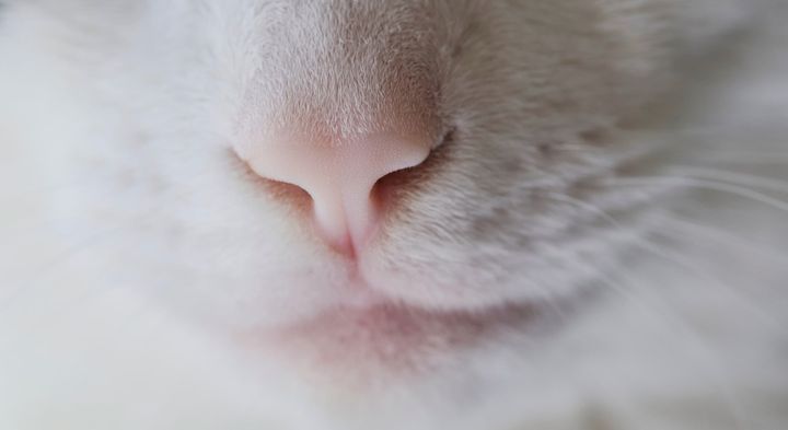猫に「手品」を見せてみた