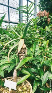 薬用植物園を見学して、もちもちのヨモギパンを食べる日【FUDGENA：おおえさきの週末京都クリップ vol.35】