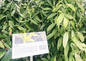 薬用植物園を見学して、もちもちのヨモギパンを食べる日【FUDGENA：おおえさきの週末京都クリップ vol.35】