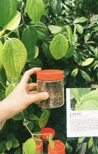 薬用植物園を見学して、もちもちのヨモギパンを食べる日【FUDGENA：おおえさきの週末京都クリップ vol.35】