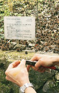薬用植物園を見学して、もちもちのヨモギパンを食べる日【FUDGENA：おおえさきの週末京都クリップ vol.35】