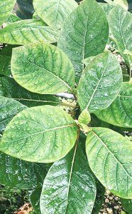 薬用植物園を見学して、もちもちのヨモギパンを食べる日【FUDGENA：おおえさきの週末京都クリップ vol.35】