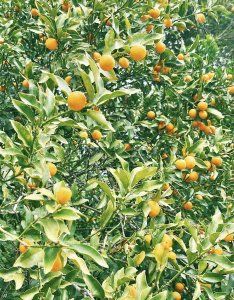 薬用植物園を見学して、もちもちのヨモギパンを食べる日【FUDGENA：おおえさきの週末京都クリップ vol.35】