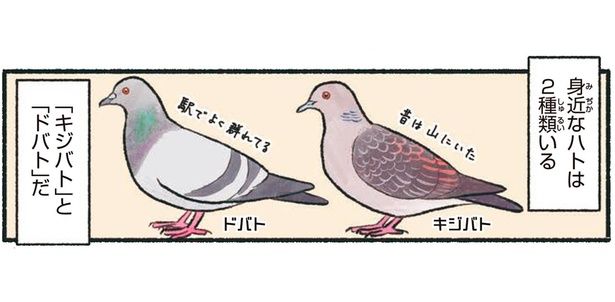 身近なハトは2種類いる （C）piro piro piccolo／KADOKAWA