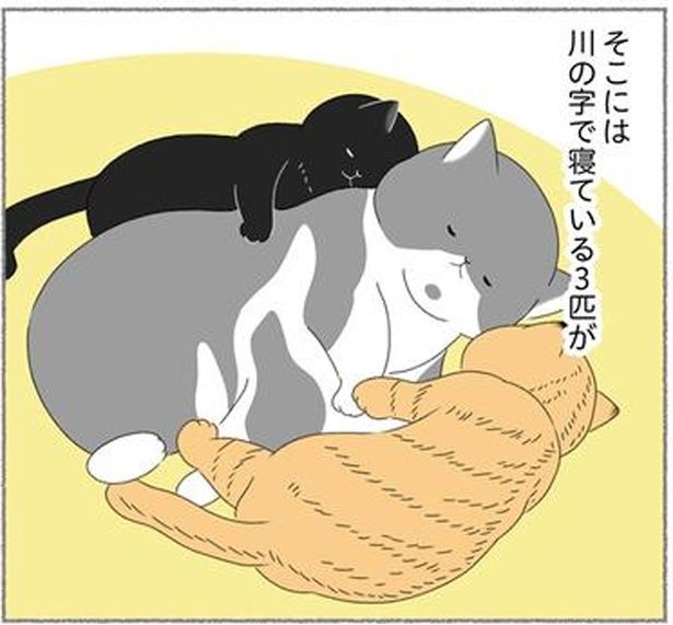 川の字で寝ている3匹 （C）ゆきよみ、にゃんかつ／KADOKAWA