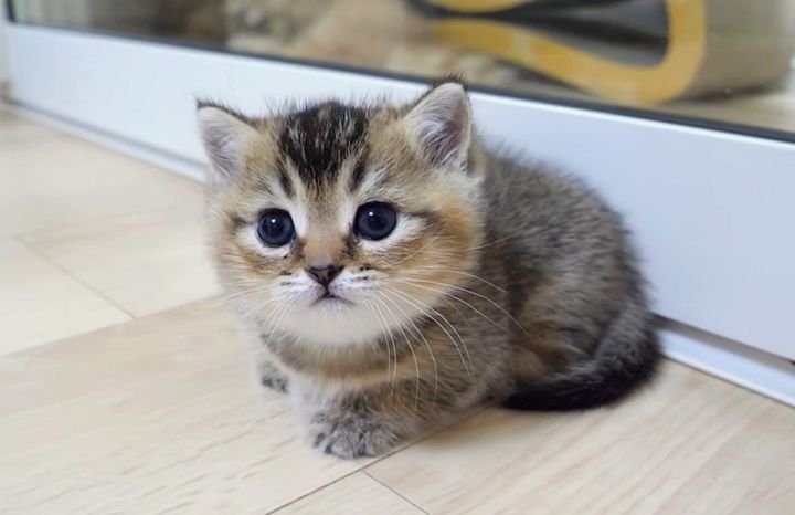 たくさん遊んで眠くなった子猫