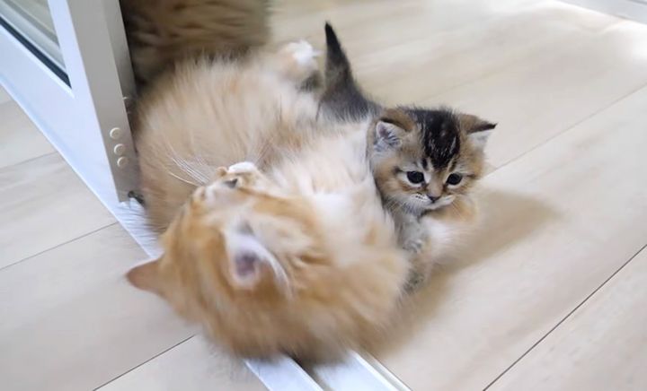 兄猫達と遊ぶ子猫