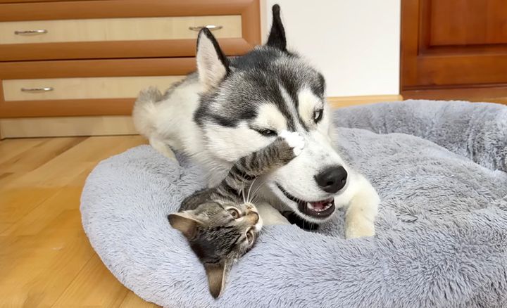 子猫とハスキー犬の攻防