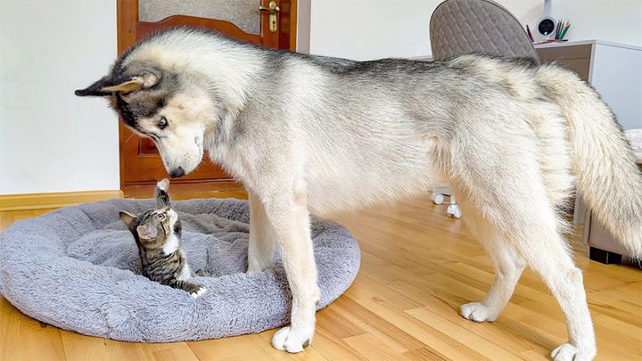 子猫にベッドを取られたハスキー犬