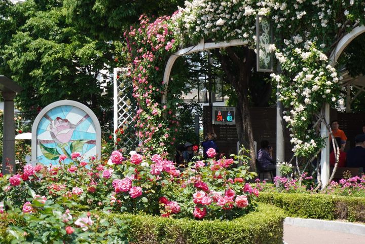 どこを見てもバラが咲き乱れるバラ公園。これほどの規模のバラ公園が無料で、しかも住宅街のすぐそばにあるというのは驚きです。
