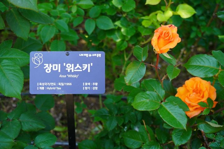 公園内のバラにはこのように植物名のプレートがあるので、私のようなバラ音痴には助かります。