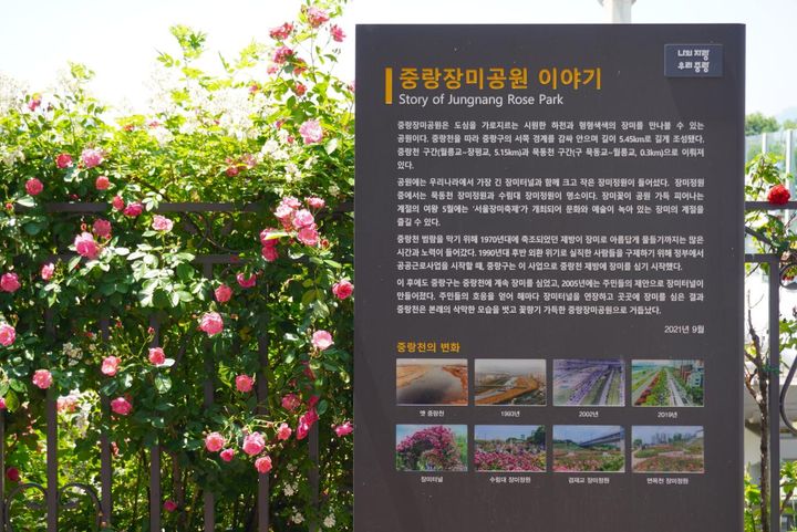 バラトンネルの中間にあった看板によると、この界隈でバラが植えられ始めたのは1990年代後半からなのだそう。2005年以降、本格的にバラのトンネルを整備して、今では花と緑の名所として有名に。