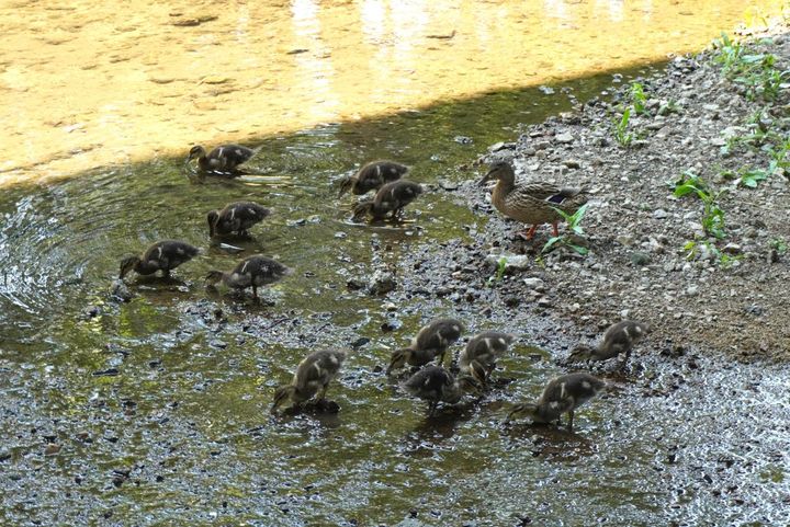 カルガモの親子も発見。 ヒナが10羽以上いるので、かなり賑やかな一家です。