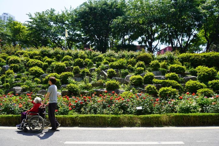 泰陵入口駅からバラ公園に向かう道中。公園だけでなく、この界隈はバラが延々と植えられています。