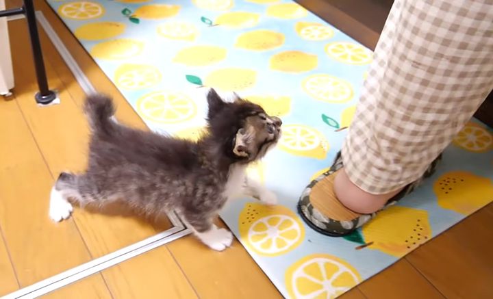 ミルクアピールする子猫