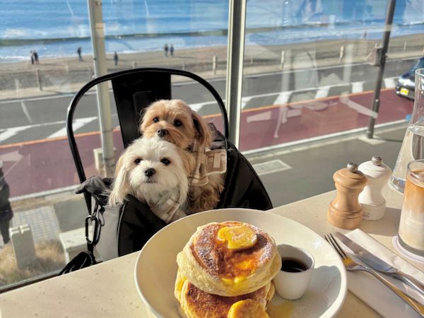 愛犬と行ける店・スポットを紹介！Instagramメディア「東京DOG SPOT」が本格始動