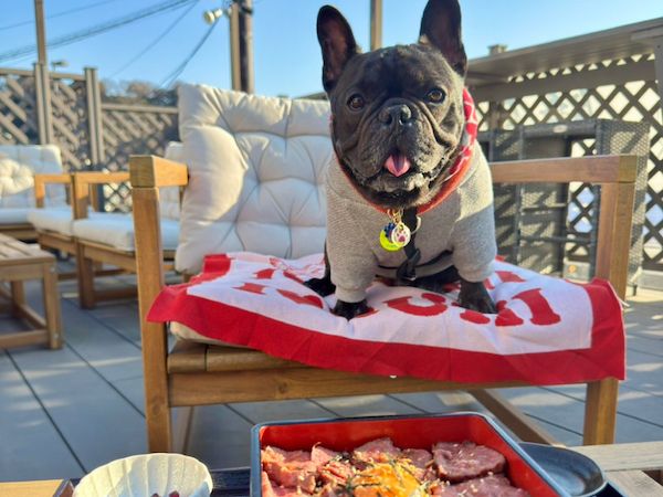 愛犬と行ける店・スポットを紹介！Instagramメディア「東京DOG SPOT」が本格始動