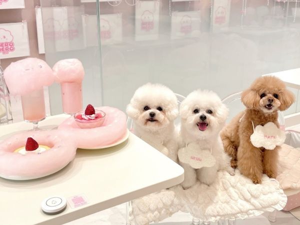 愛犬と行ける店・スポットを紹介！Instagramメディア「東京DOG SPOT」が本格始動