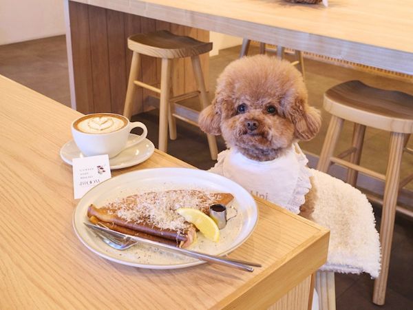愛犬と行ける店・スポットを紹介！Instagramメディア「東京DOG SPOT」が本格始動