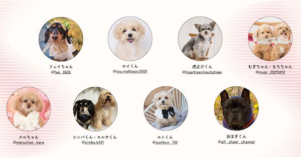 愛犬と行ける店・スポットを紹介！Instagramメディア「東京DOG SPOT」が本格始動
