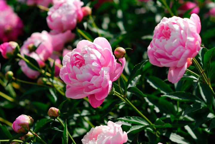 5月2日の花とは？【366日の誕生花と幸せの花言葉】
