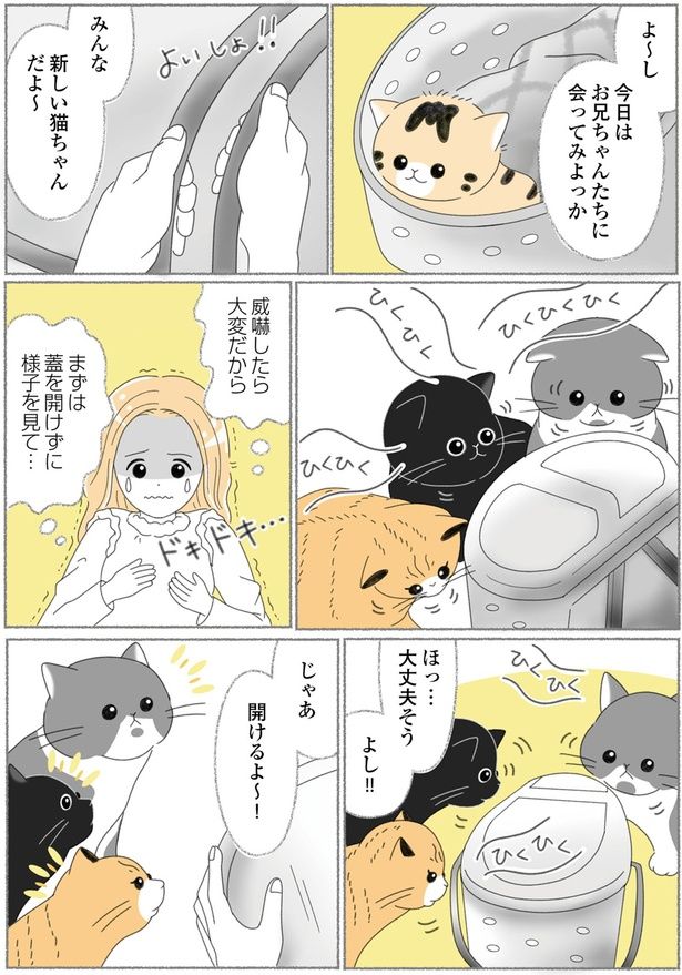 新しい猫ちゃんだよ～ （C）ゆきよみ、にゃんかつ／KADOKAWA