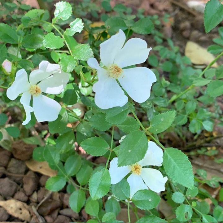白い5弁の花びらをもつ原種バラ。葉も花も小さくて今のバラとは全然違いますが、バラの祖先はこうした花でした。（筆者撮影）