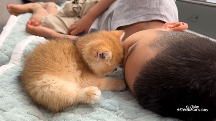 男の子と一緒に眠る子猫