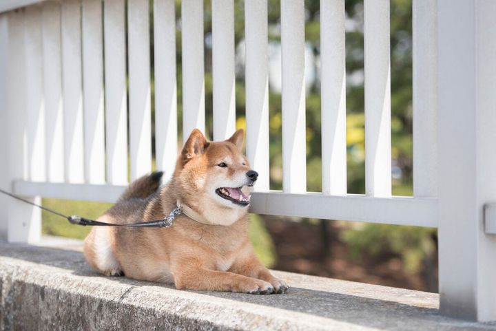犬や猫が動きたがらない場合、どうする？（画像はイメージ）