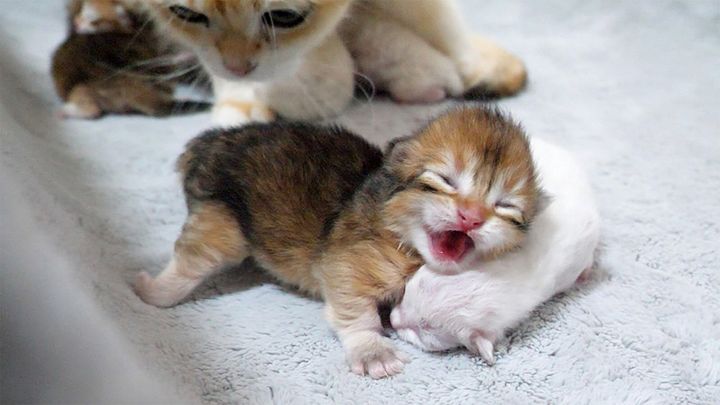 子猫を見守る母猫