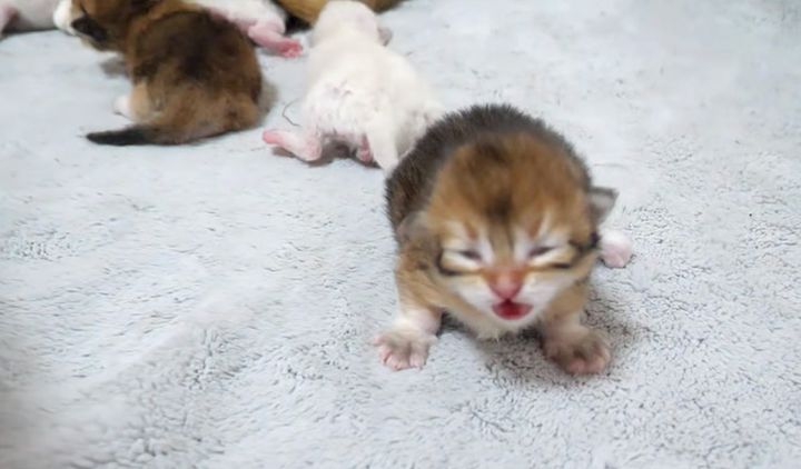 母猫を探して鳴き続ける子猫