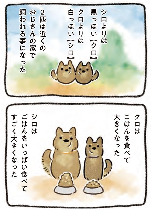 シロはごはんをいっぱい食べて… （C）ヨシモフ郎／KADOKAWA
