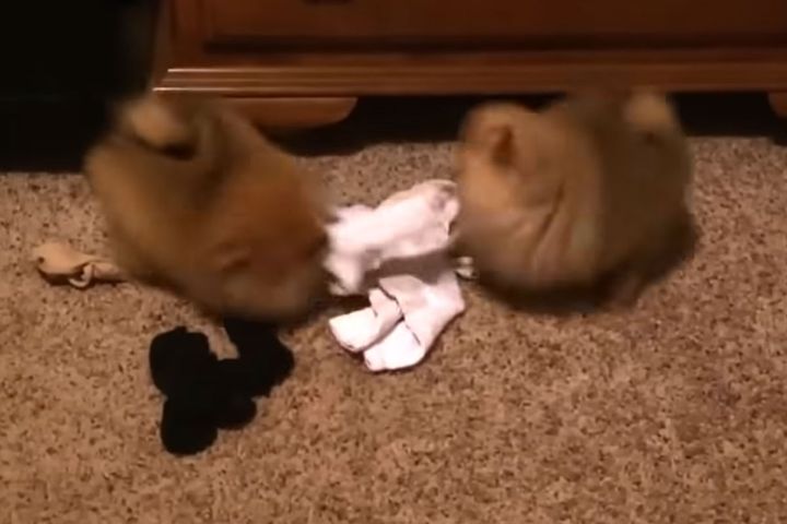 二つの小さな毛玉……！？このまん丸は一体なに！？