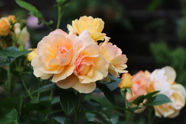 アンバー（琥珀）色とも呼ばれるアプリコット色のバラ。このようなセミダブル（半八重）の花形は一般に雨に強いものが多いようです。