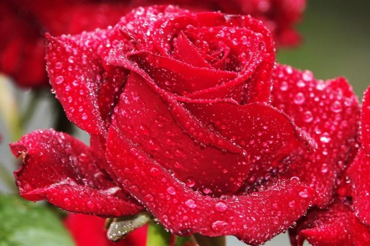 雨粒をたっぷりとつけたバラも素敵です。このように花弁質が厚く強い品種は、雨にも傷みにくい特徴があります。