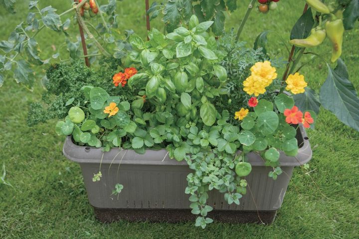 花用のプランターよりも深さのある野菜用コンテナだと土も多く入り、多種育てられるのでおすすめ。