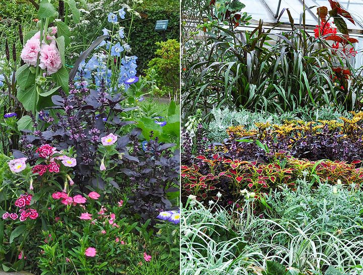 カラーリーフの花壇