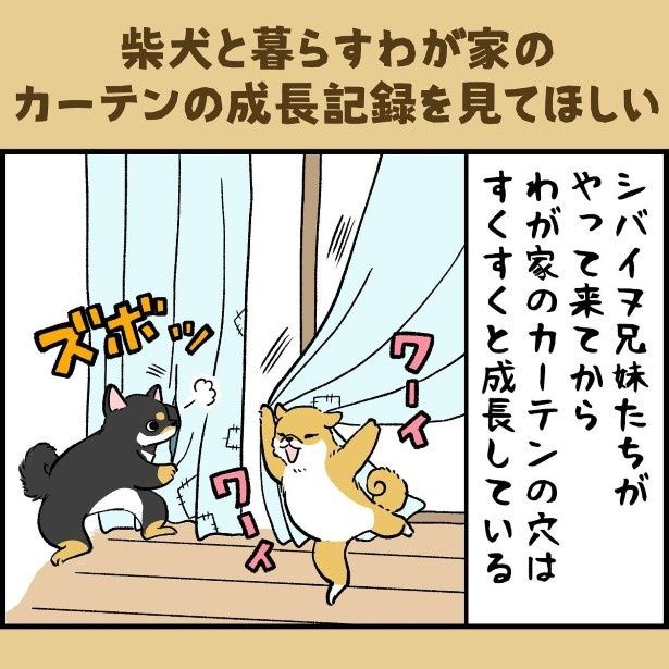 カーテンは傷だらけで穴だらけ！ ユウコトリトリ(@yuko_toritori)