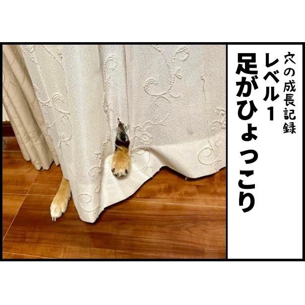 足を引っかけている。穴が大きくなるからやめて～！ ユウコトリトリ(@yuko_toritori)