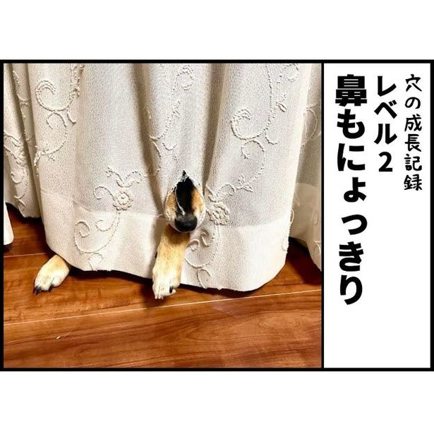 何、その鼻…!?かわいすぎる！ ユウコトリトリ(@yuko_toritori)