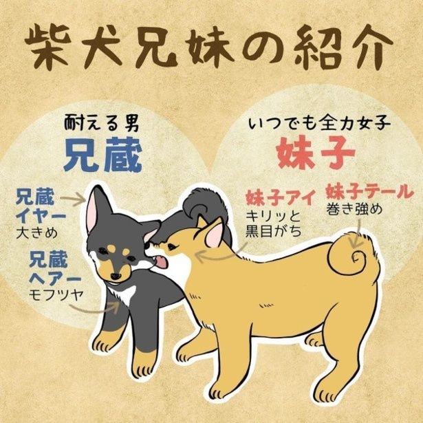 柴犬兄妹のお気に入りはカーテン。その成長(？)具合はどうなっている!? ユウコトリトリ(@yuko_toritori)
