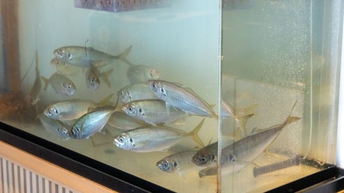 十魚十食 生簀