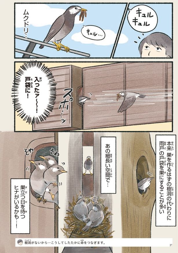 ムクドリ… （C）piro piro piccolo／KADOKAWA