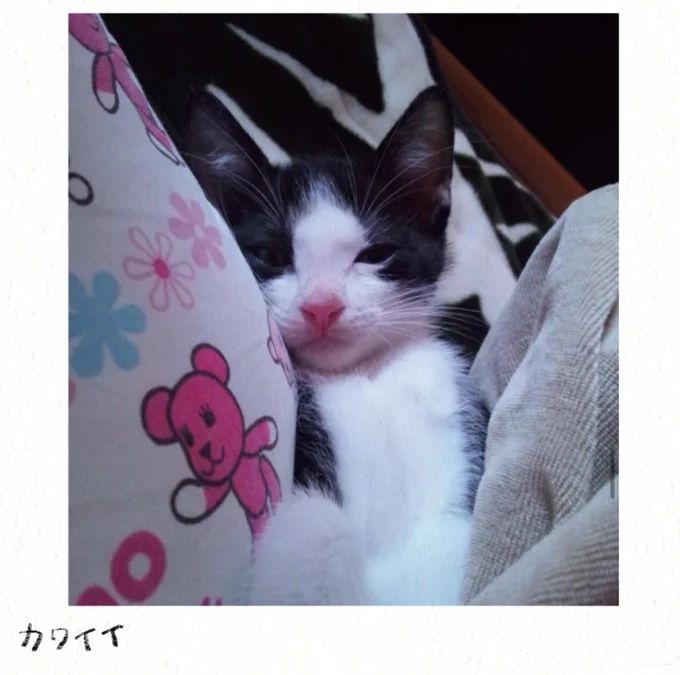 53.webp