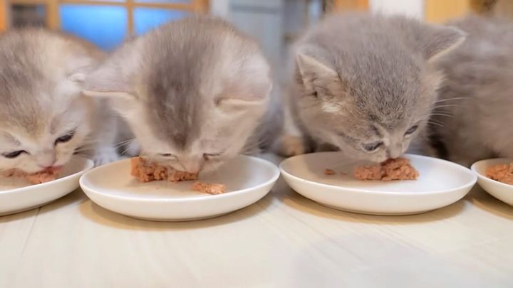 ご飯をモグモグ食べる子猫達
