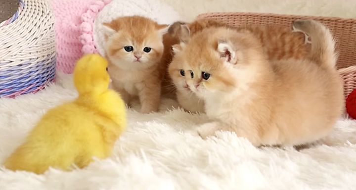 アヒルの子が気になる子猫達