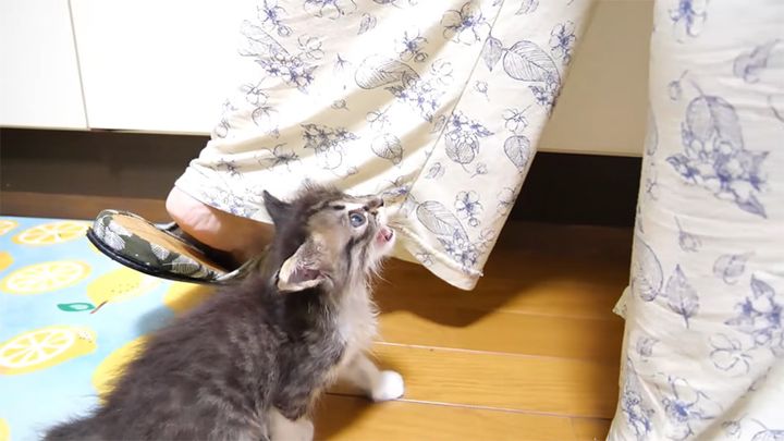 ご飯を催促する子猫